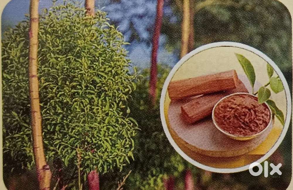 High-Return Plantation Model on Premium Farm Plots