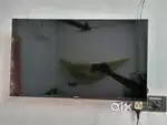MI 5A ANDROID TV 32inchi