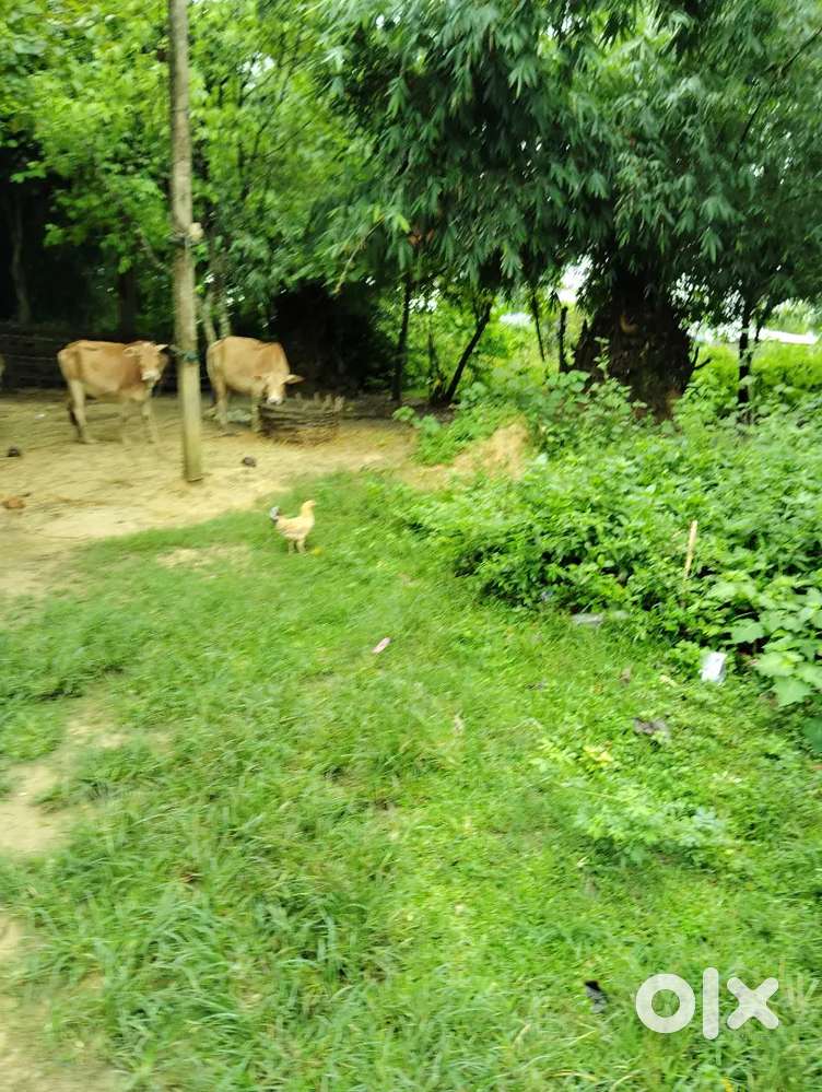 GOLAGHAT JYOTI NAGAR PURBANCHAL PATH WARD NO.10 LAND SALE