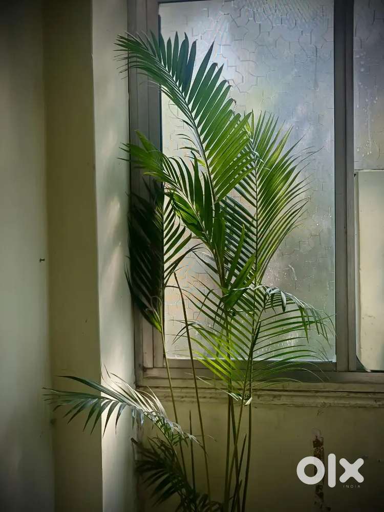 Roommate Required 2/3 person 1BHK Shared Students  Males No bad habit