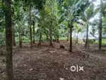 House plot for sale at Vettikuzhikavala