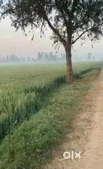 40000 gaz khet hai 4bigha