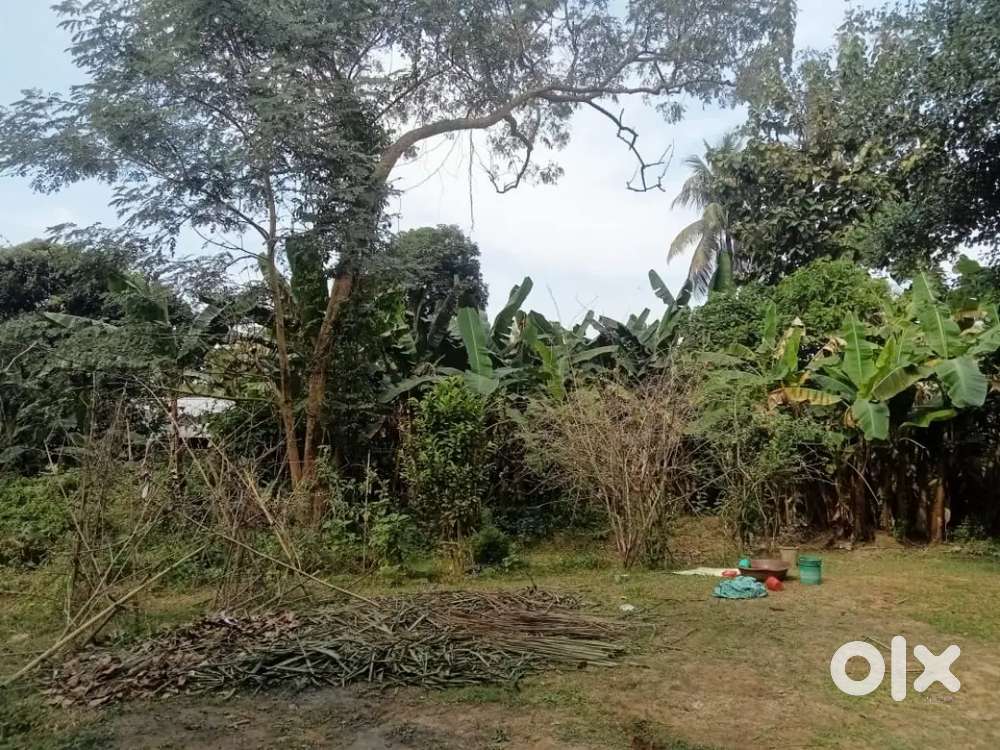 আগরতলা  শেকের কোট পাণ্ডব পুর এলাকায় এক কানি যাইগা বিক্রি করা হবে