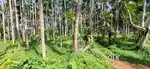 12cents agriculture land for sale in neerumarga