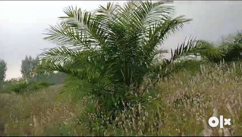 3 Acres Palm OIL Garden for sale,100 mt from Double Road,20 feet Road