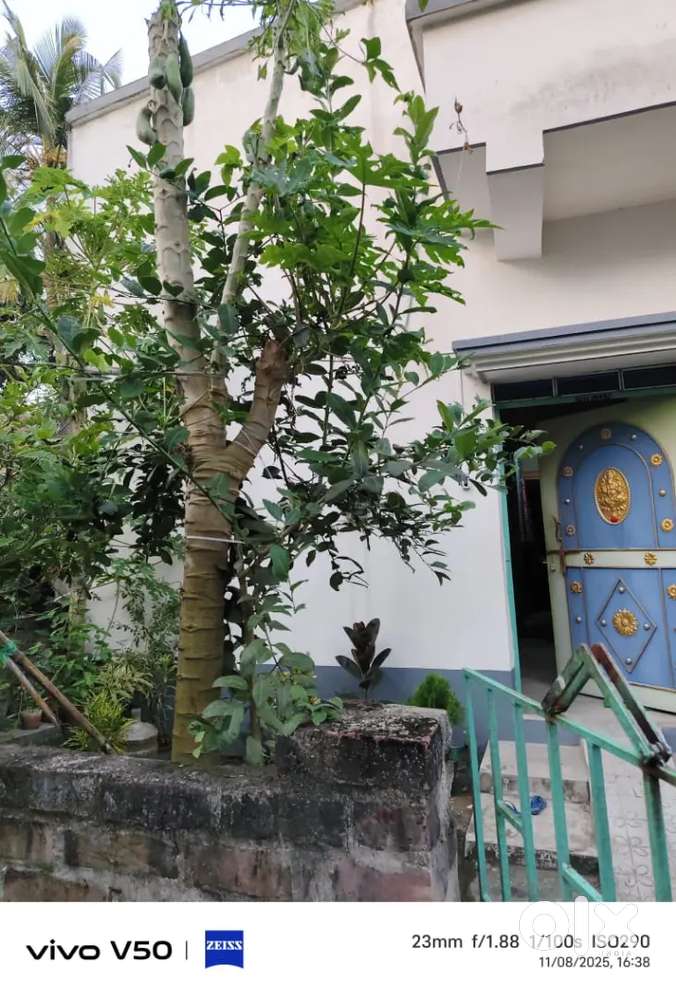 Ready to house sale . Well decorated house  you never saw.