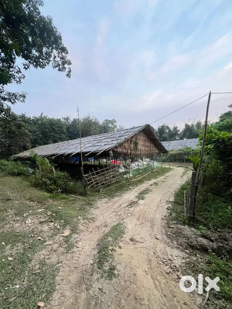 2 bigha maydi land sale of 55 Lakh