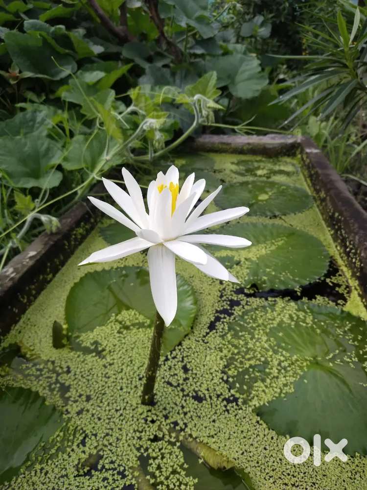 Lotus plant