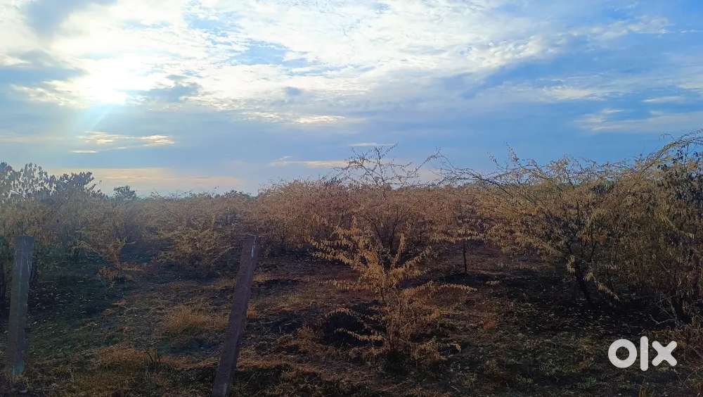 Agriland 2.5 acre for sale at 25 lakh per acre