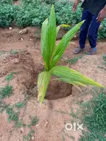 Agri farming land