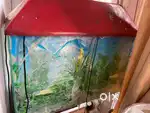 2 feet x 2 feet Fish Acquarium, about 5 yrs old. Local model.