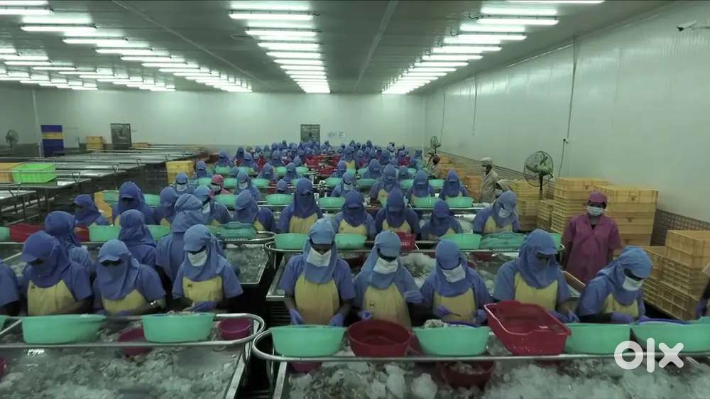 Prawn factory in Bhubaneswar , security guard vacancy bbsr, Cuttack