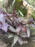 Plant universe