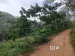 RUBBER PLOT FOR SALE