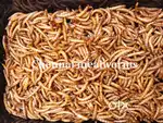 Chennai mealworms