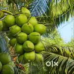 Cocont farm for sale in Thomaiyarpuram, Thadikarankonam, Kanyakumari