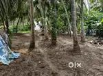 21 కొబ్బరి తోట అమ్మబడును