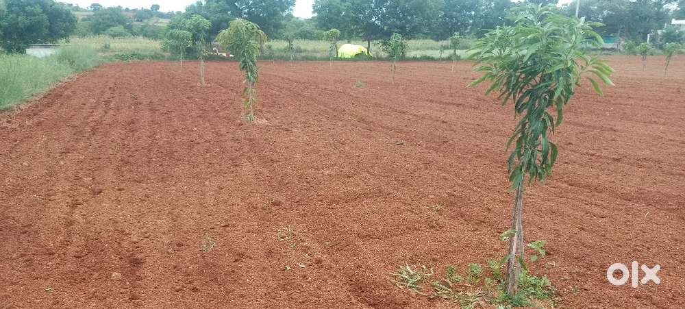 Agricultural Land
