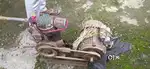 Compressor moter