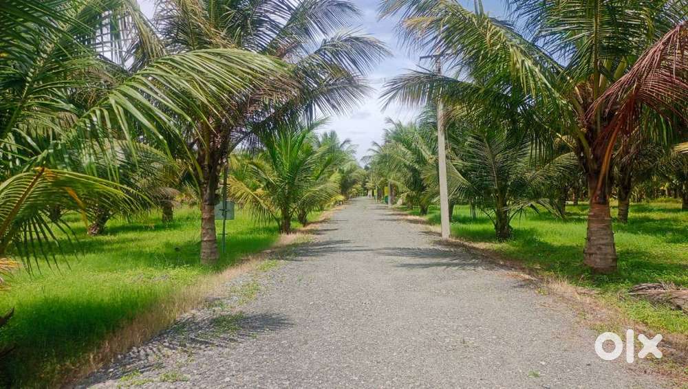 Land for Sale in Coimbatore,Navakarai with Cocunut trees-Cent 2.5 Lakh