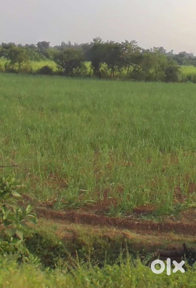 Agricultural land for sell