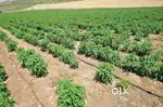 3 acres forming land for sale in Pinnelli Guntur.