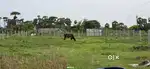 Farm land for lease