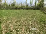 I want to sell my land at syed pora hazratbal