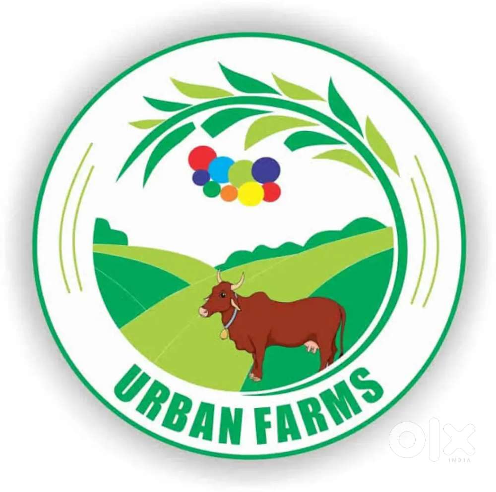 Milk delivery boy for morning