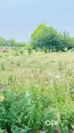 फरह खादर में खेत बिकाऊ 1 बीघे पक्के