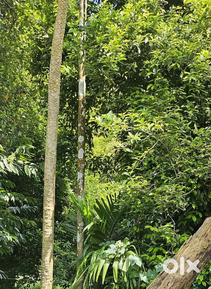 11 cent plot for sale in puthukkav.. 200 meter from main road