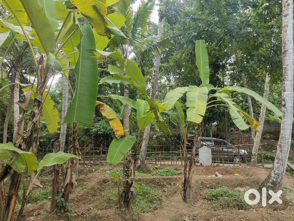 22 CENTS FOR SALE IN KATTAKADA(PRIME LOCATION)