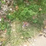 Thoppumpady. 12cent. Car Entry Plot