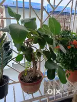 Bonsai bot