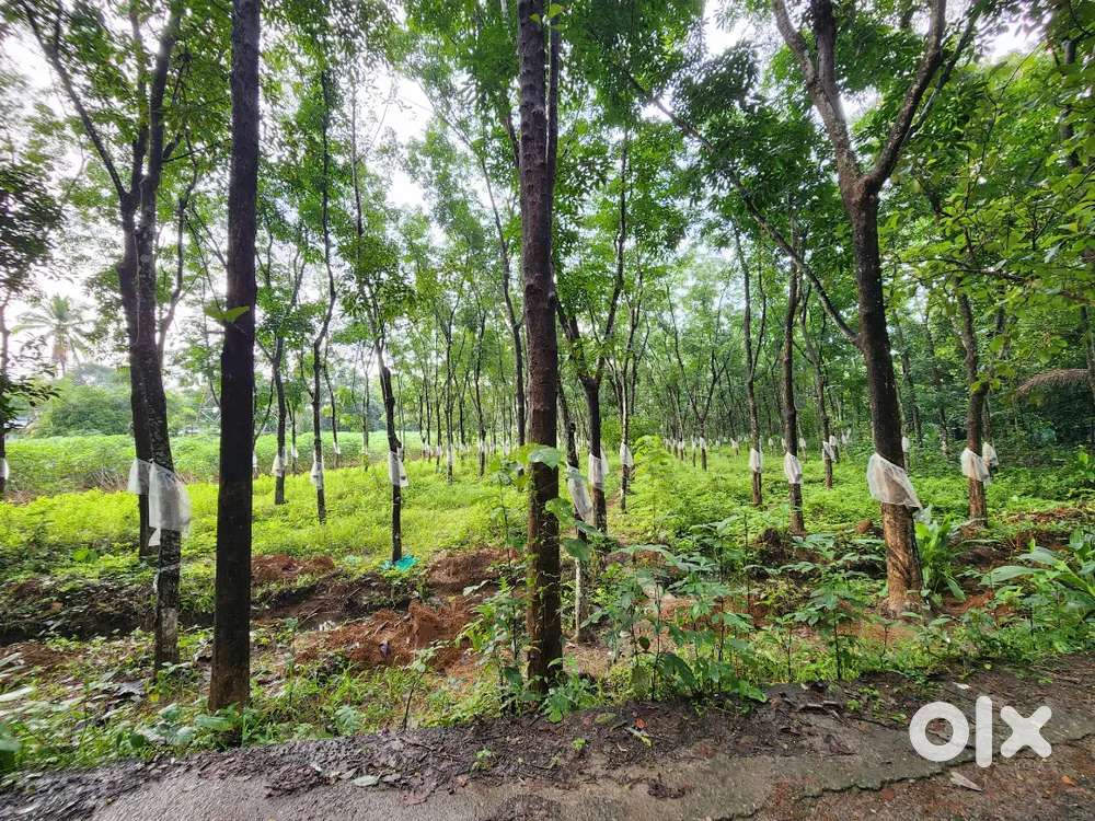 Plot for sale near Thrikkariyoor 100 cent square plot