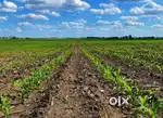 NARAYANKHED FARM LAND IN LESS PRICE HIGH RETURNS