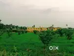 Agri land with tamarind tree