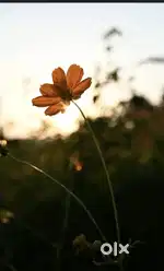 निंबलक रोड टच जमीन विकणे आहे