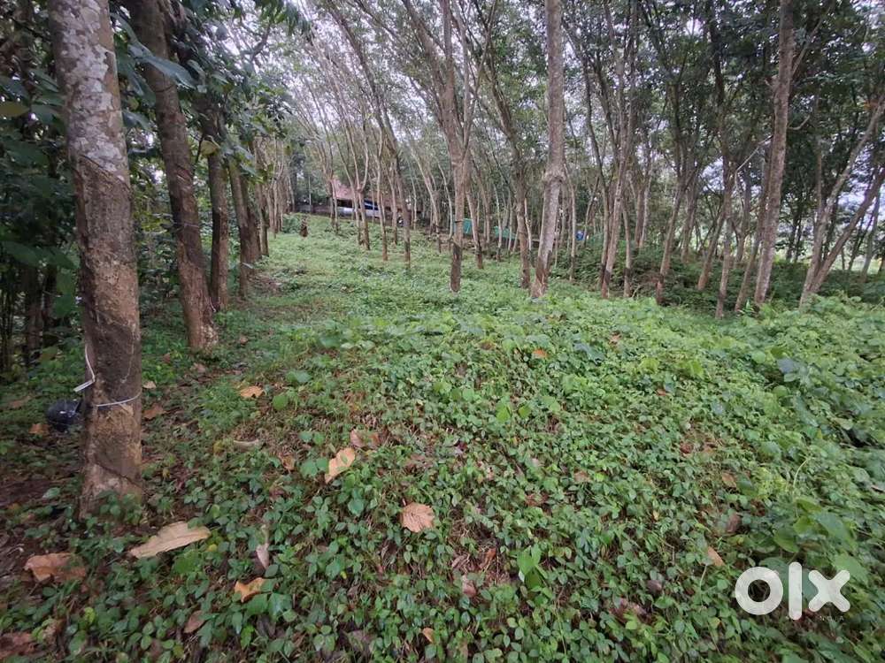 Land for sale (29 cent)