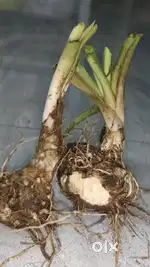 Rajnigandha flower sheeds
