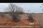 3 acr land for sale in Nellaipattanm back side of thamarabarani coll
