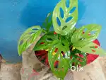 Upgrade your home with monstera plant & philodendron plant