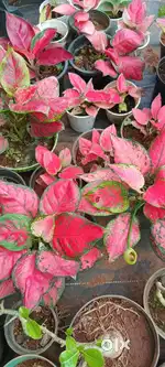 Plant started just rs 50 only