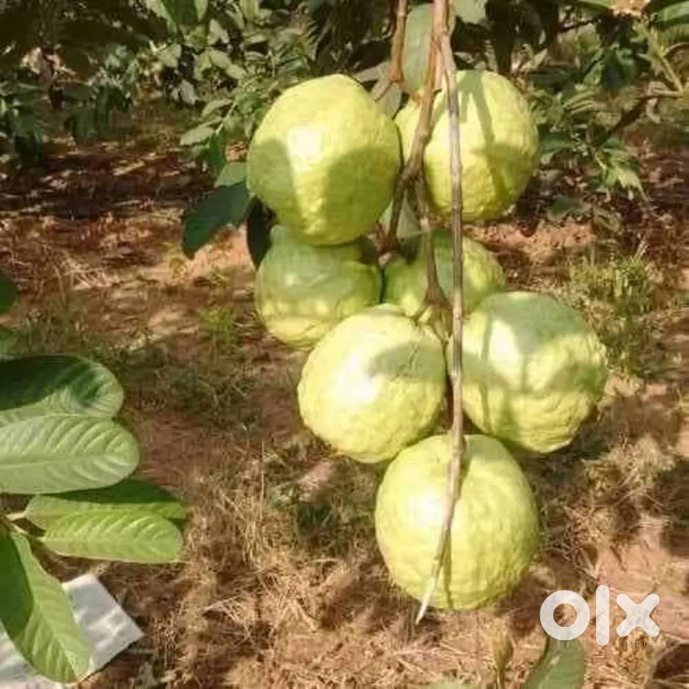 Amrud ke podhe sale karana hai
