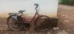 Lady Bird Cycle