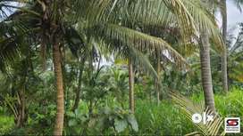 2 Acre coconut farmland for sale in Kozhinjampara, Palakkad