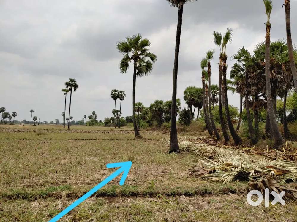 Agriculture Land pamarru to machilipatnam High way