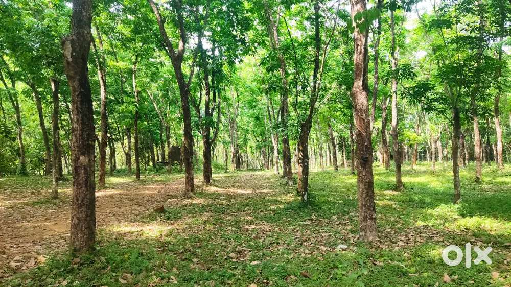 1.75aecar land for sale near kodhamangalam  chalad