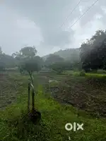 Ready 3.5 years sandalwood farm & house for sale in dharwad