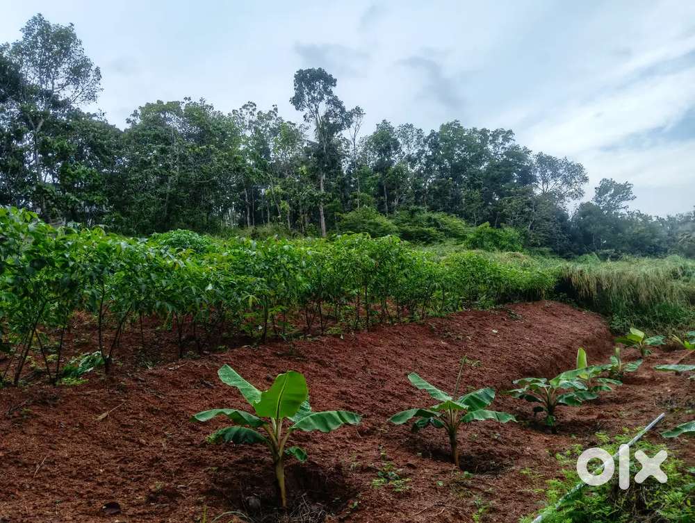 5cent plot for sale near ayiroopara